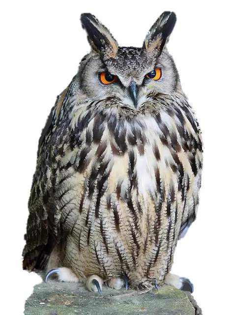 black and white owl with red eyes