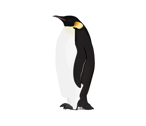black and white penguin stand straight