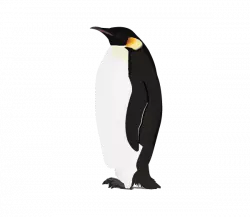 black and white penguin stand straight