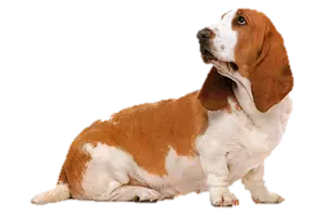 brown hair basset hound upward look
