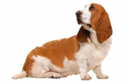 brown hair basset hound upward look
