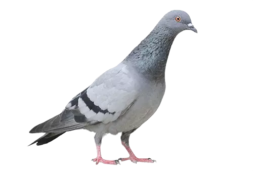 columbidae pegion domestic
