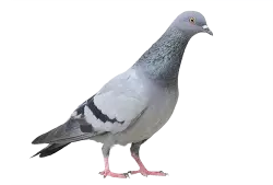 columbidae pegion domestic