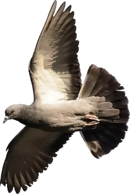columbidae pigeon flying with wings open