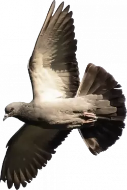 columbidae pigeon flying with wings open