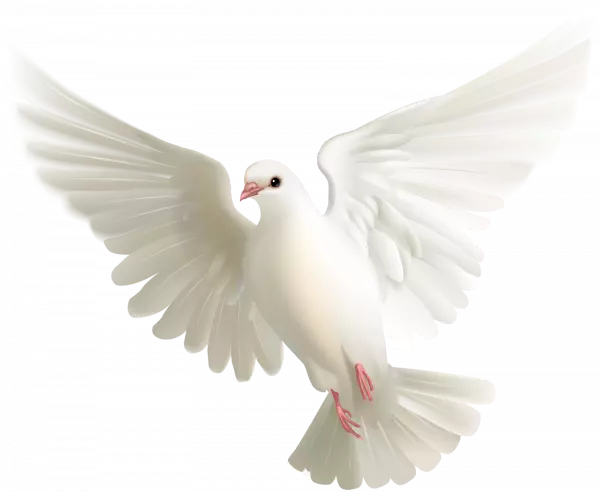 columbidae white pegion flying clipart