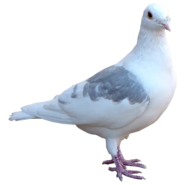 columbidae white pegion standing