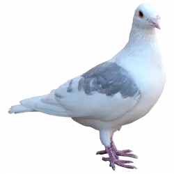 columbidae white pegion standing