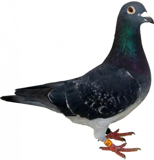 columbidae with brown eyes
