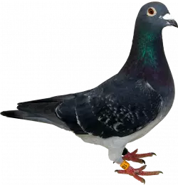 columbidae with brown eyes
