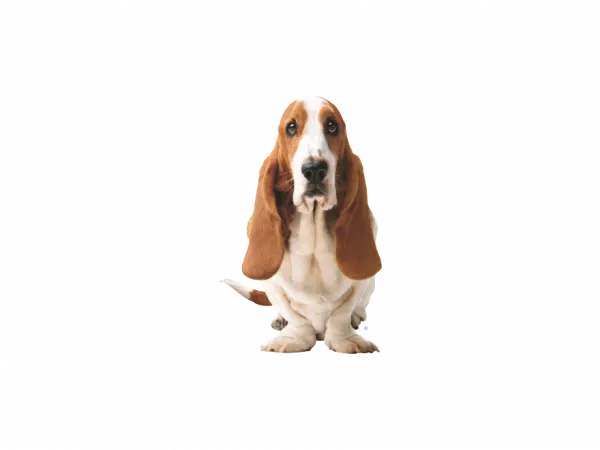 cute basset hound crazy look