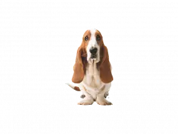 cute basset hound crazy look