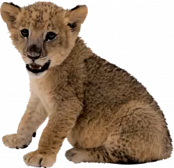 cute littile lion cub couch