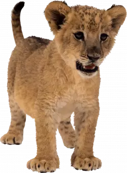 cute little lion cub standing