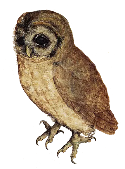 cute little owl sadly look down