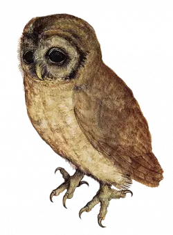 cute little owl sadly look down