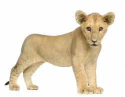 cute small lion cub with no hair