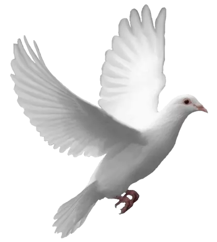 cute white pegion wings open