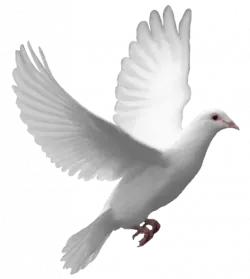 cute white pegion wings open