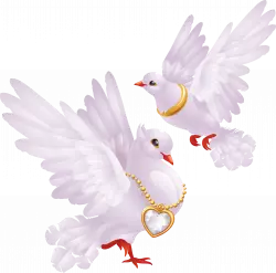 cute white pegions love