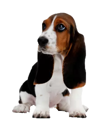 dark brown hair basset hound look sideways