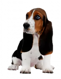 dark brown hair basset hound look sideways
