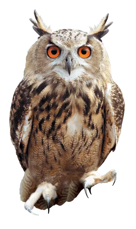 dark feather owl with red eyes