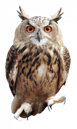 dark feather owl with red eyes