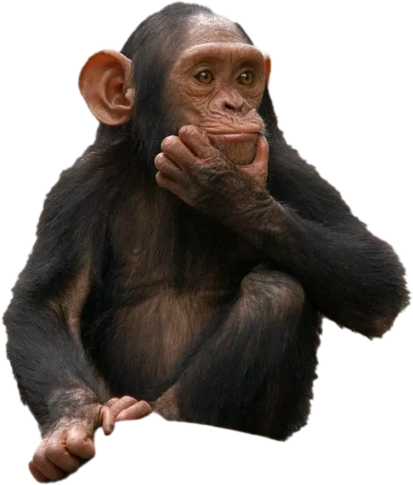 dark monkey confused hand within chin