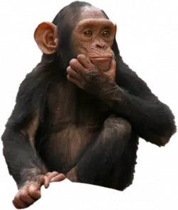 dark monkey confused hand within chin