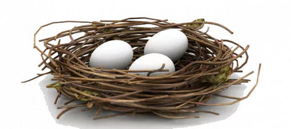 dark nest with white eggs