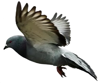 dark pegion wings open