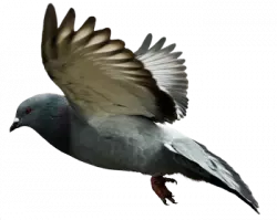 dark pegion wings open