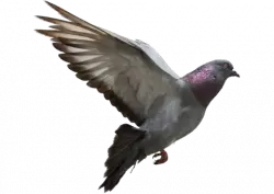 dark pegion with wings sideways