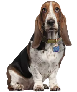 dark red hair basset hound looks straight