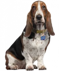 dark red hair basset hound looks straight