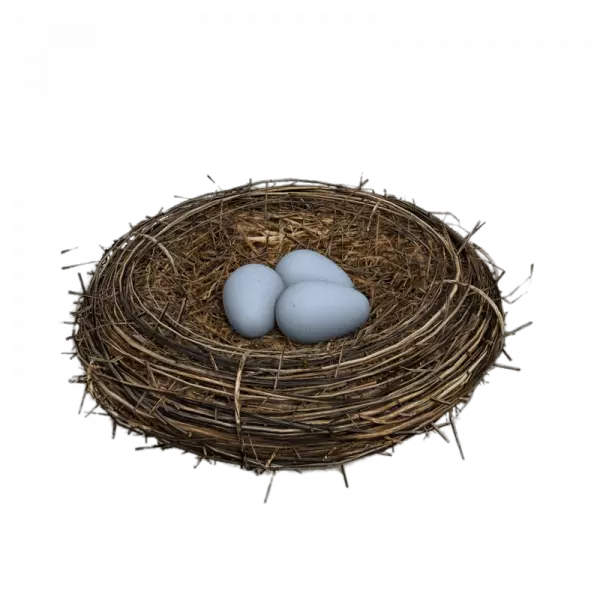 dark wood nest with eggs