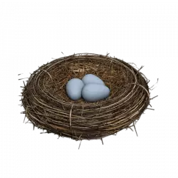 dark wood nest with eggs