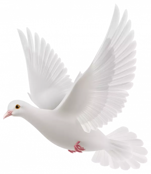 dove white pegion flying vector clipart