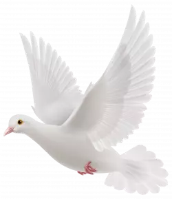 dove white pegion flying vector clipart