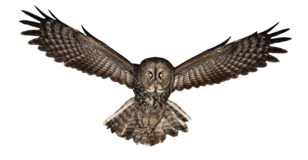 fearing owl illustration