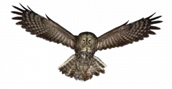fearing owl illustration