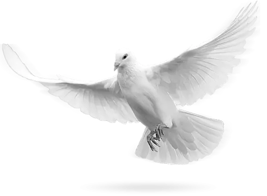 flying pegion peace free