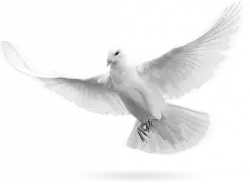 flying pegion peace free