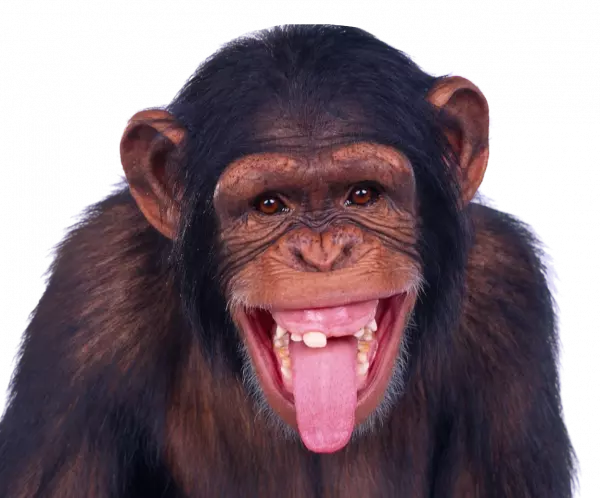 funny dark monkey laugh