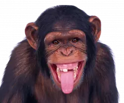 funny dark monkey laugh
