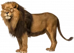 hairy old lion looks up