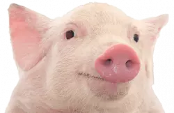 happy pig face up and look forwards