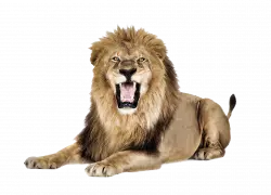 huge hairy lion roaring