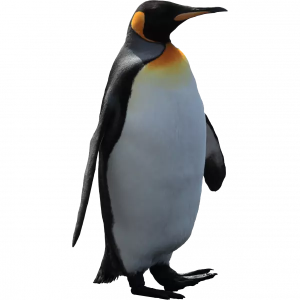 imperator penguin walk